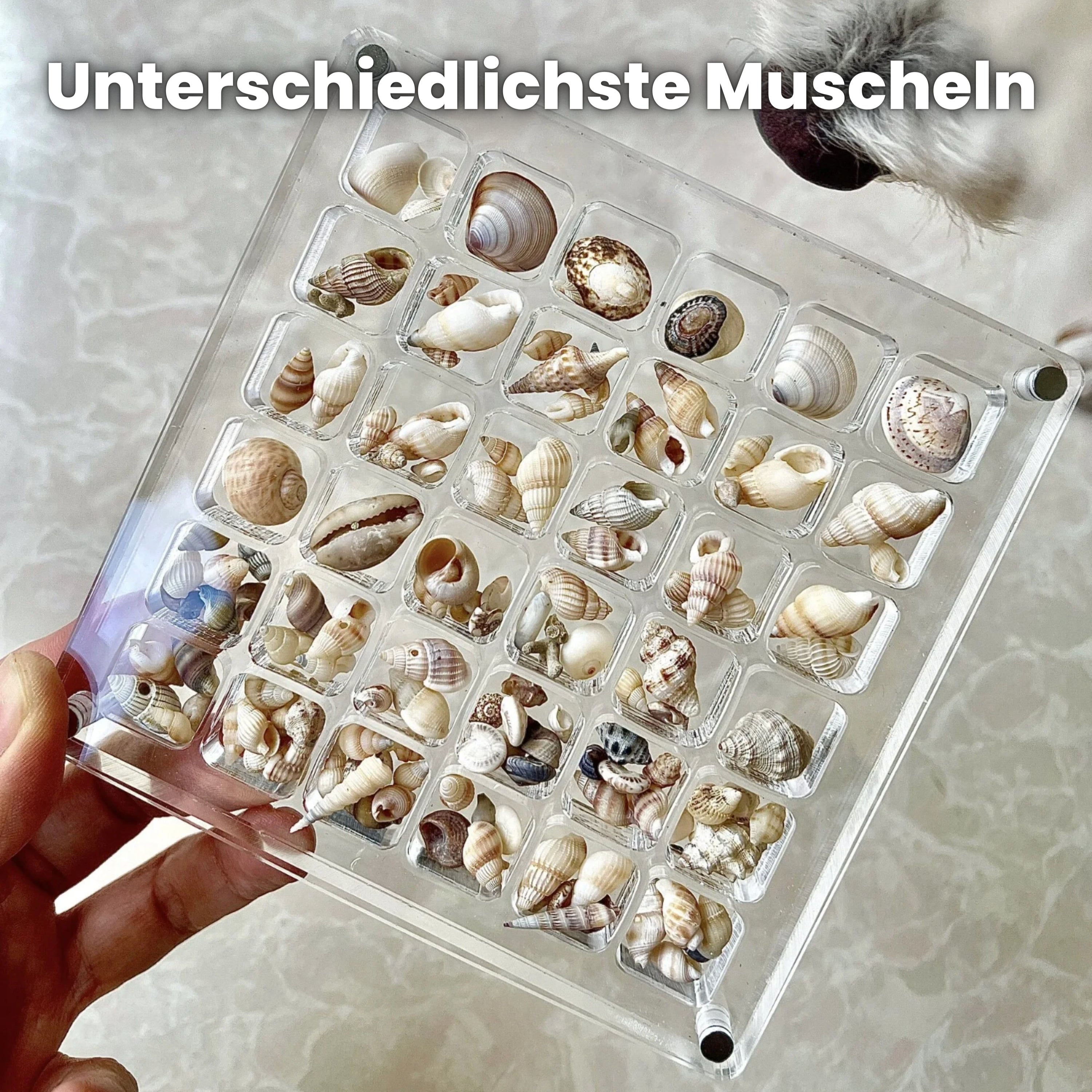 Seashell Sammelbox