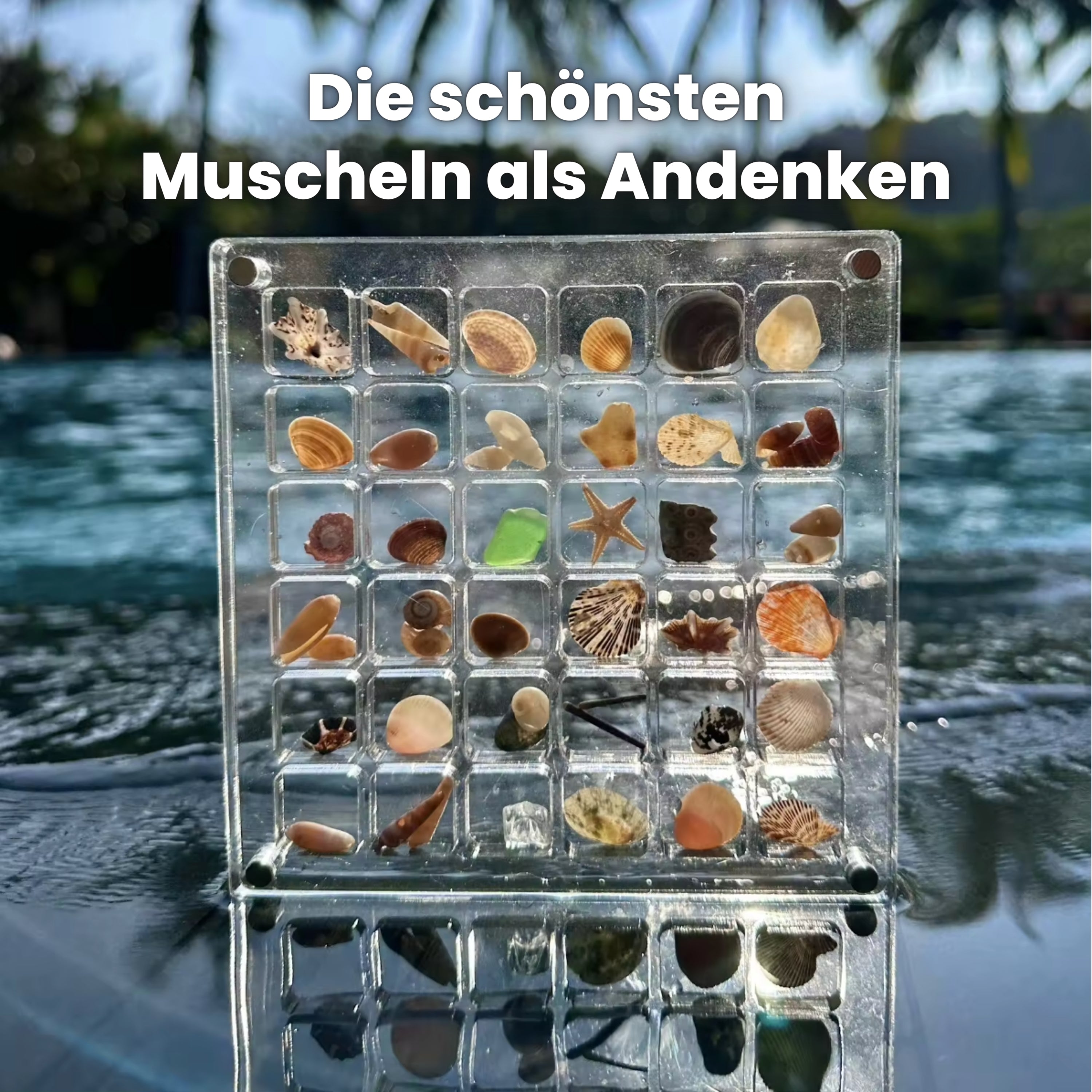 Seashell Sammelbox