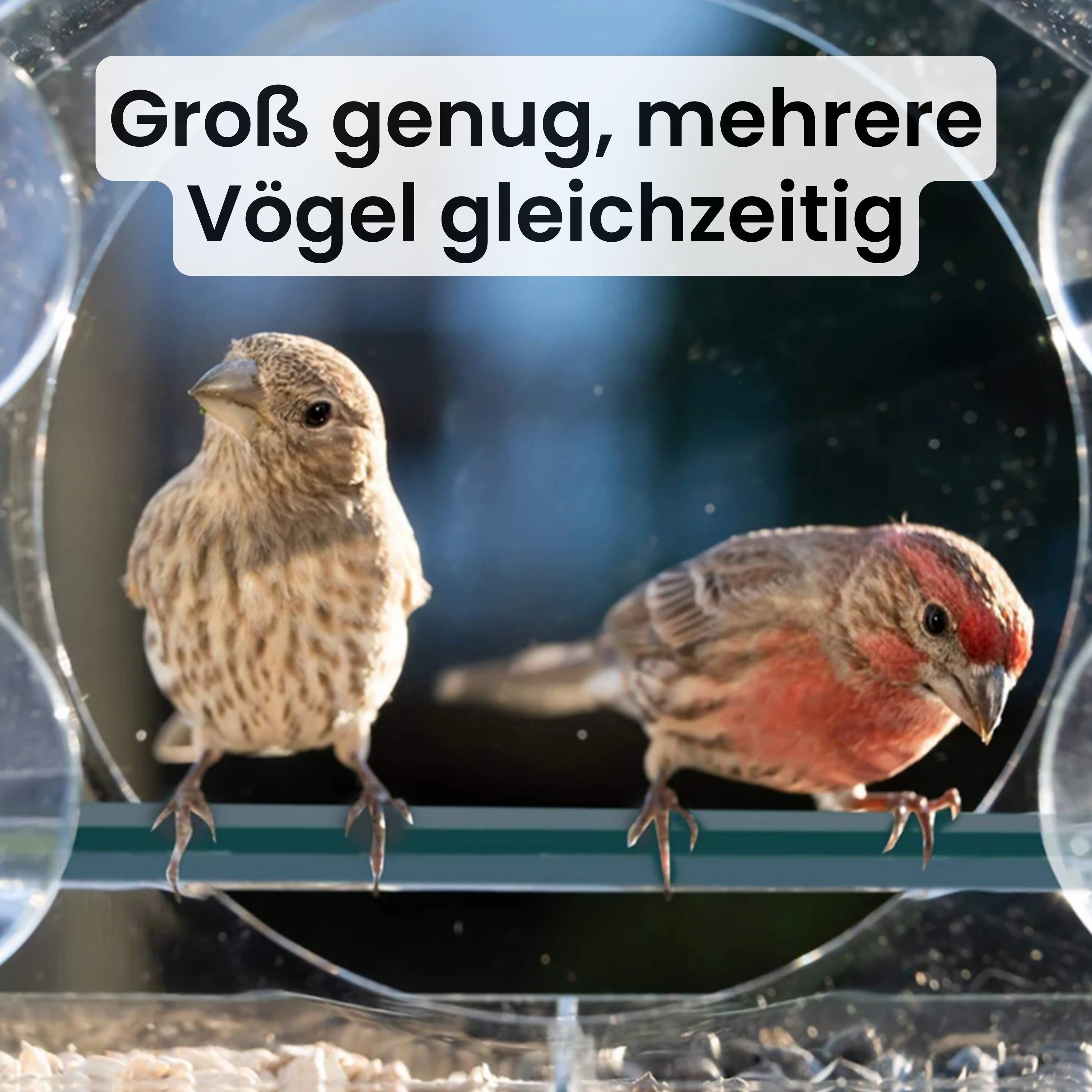 House of Birds - Beobachte Vögel direkt am Fenster